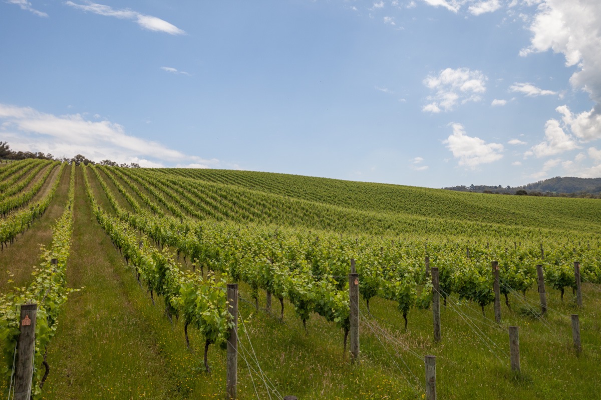 Thousand Candles vineyard